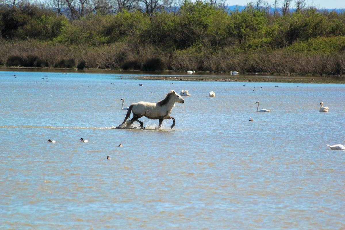 séminaires et conventions en Camargue par PREFERENCE EVENTS