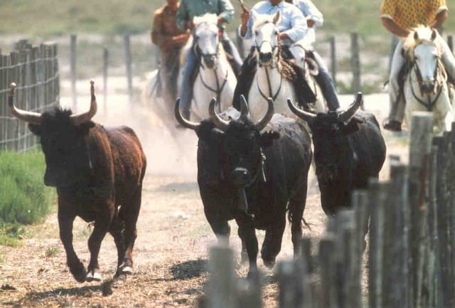 événements d'entreprise en Camargue par PREFERENCE EVENTS